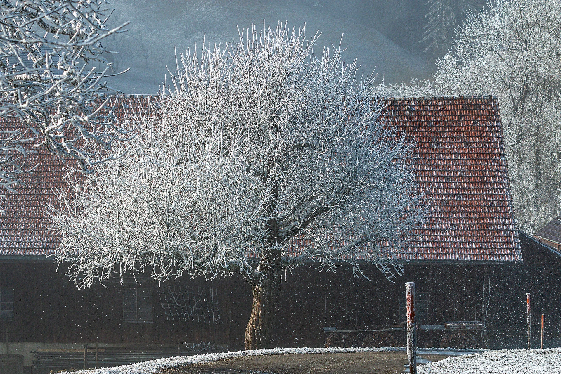 Winterbaum Baselland