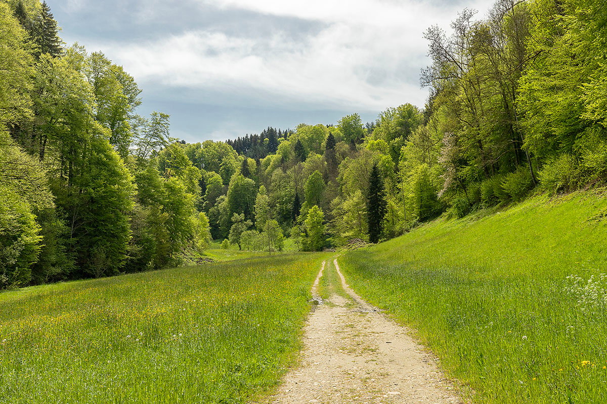 Fruehlingswald im Mutzgraben