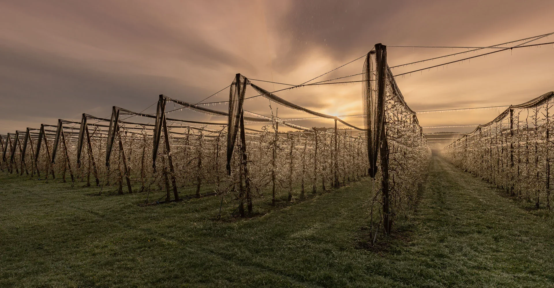 Frostschutzberegnung