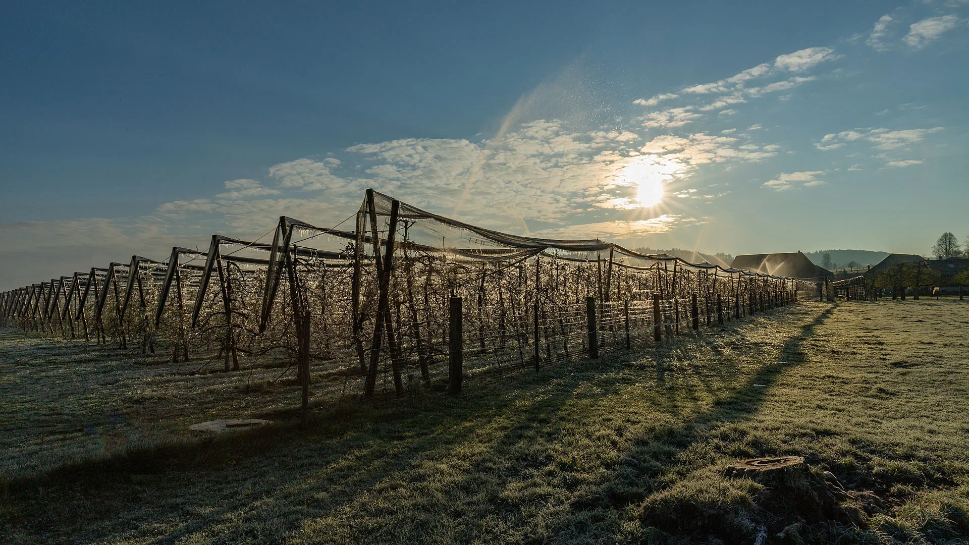 Obstplantage im Dauerregen